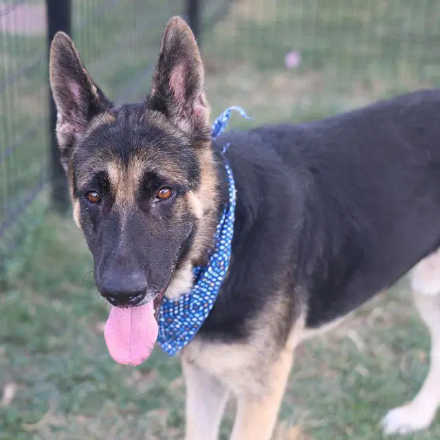 Walker - German Shepherd Dog