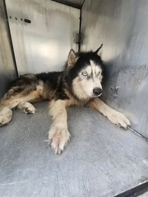Kovu - Siberian Husky