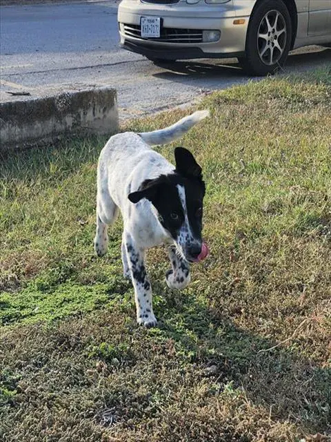 Maxwell - Hound