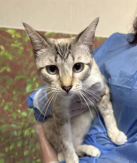 Scoffi - Domestic Short Hair