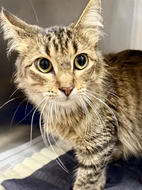 Kokomi - Domestic Medium Hair