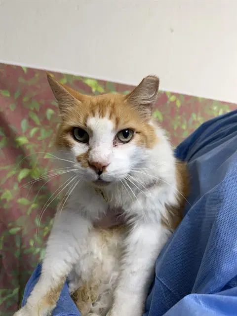 Lion - Domestic Long Hair