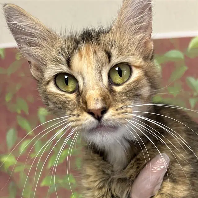 Rory - Domestic Short Hair