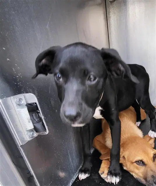 Maudie - Labrador Retriever