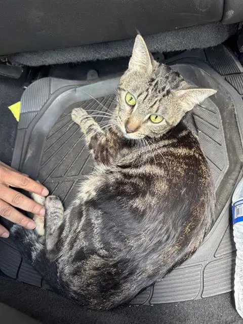 Jasper - Domestic Short Hair
