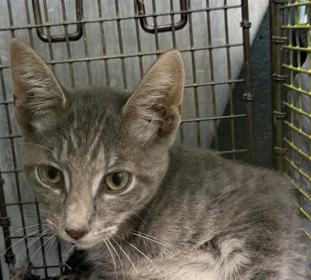 Cliff - Domestic Short Hair