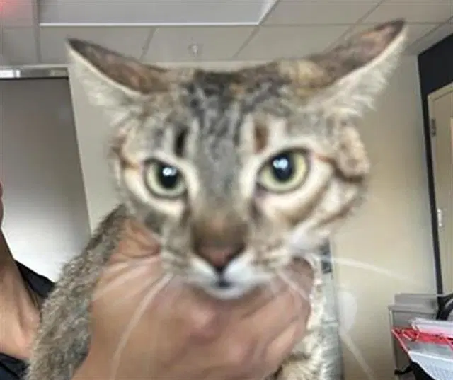 Velma - Domestic Short Hair
