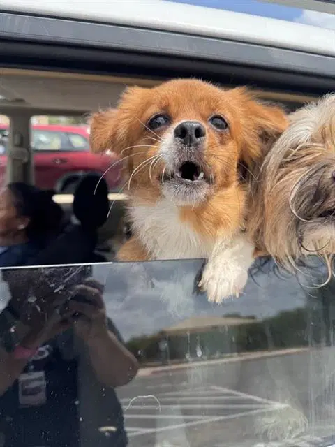 Red - Chihuahua