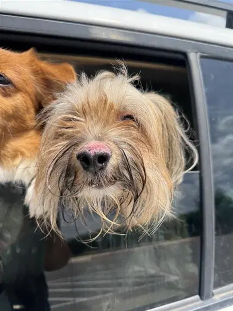 Max - Yorkshire Terrier Yorkie
