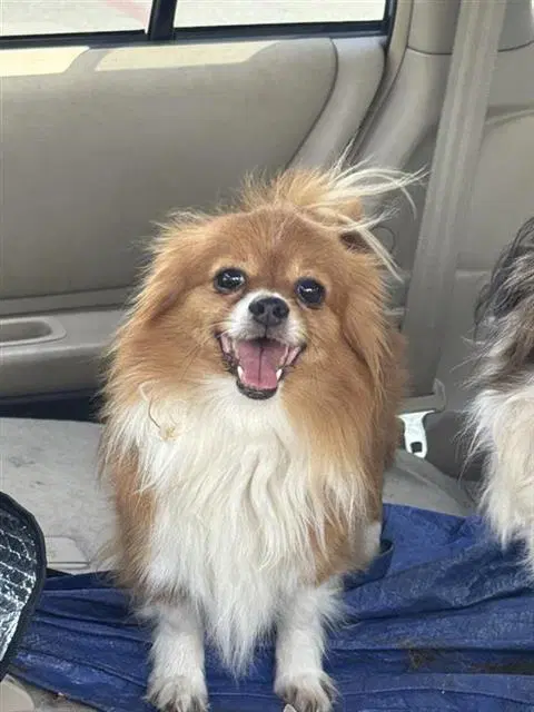 Bear - Chihuahua