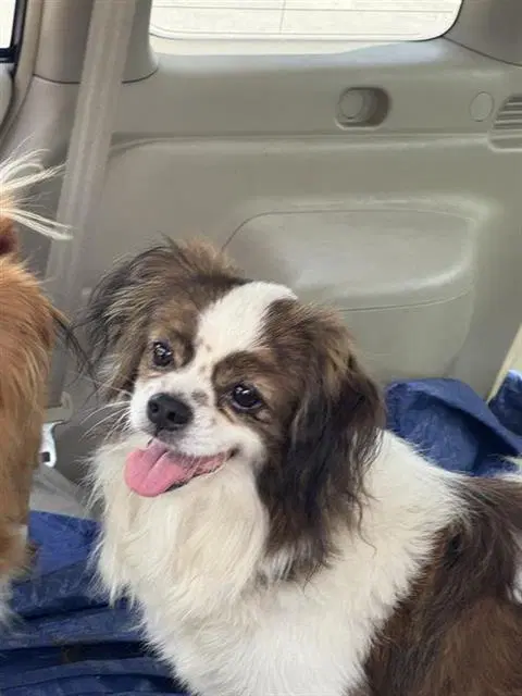 Rocky - Chihuahua