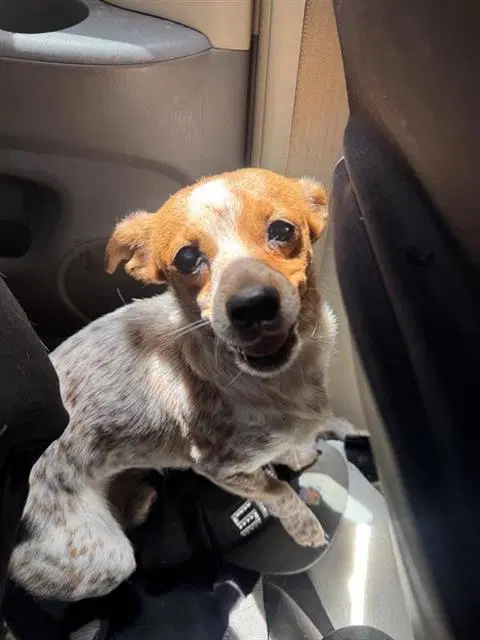 Eddie - Chihuahua