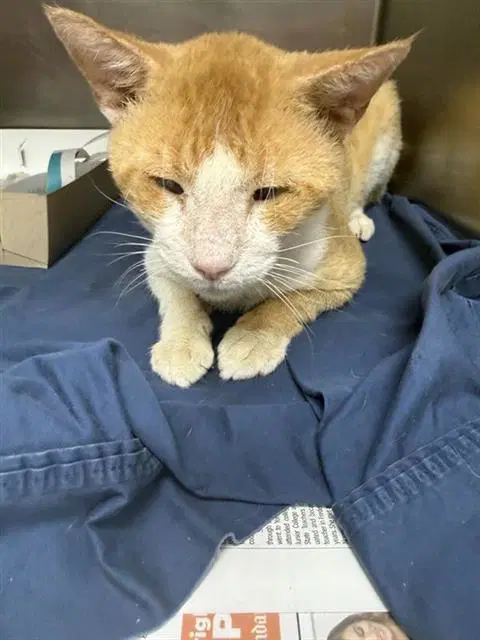 Shade - Domestic Short Hair