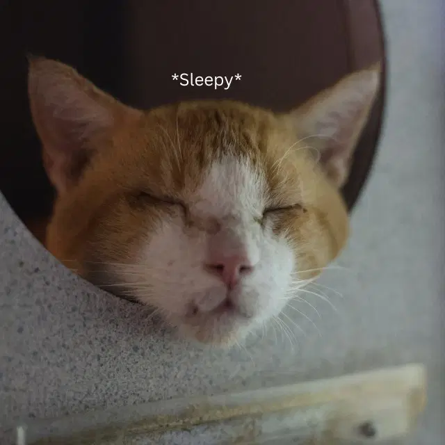 Shade - Domestic Short Hair