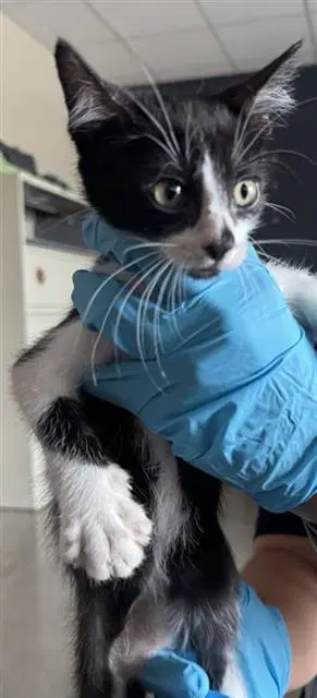 Billy - Domestic Short Hair