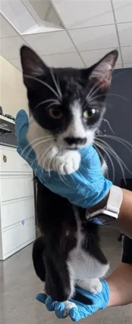 Bertha - Domestic Short Hair