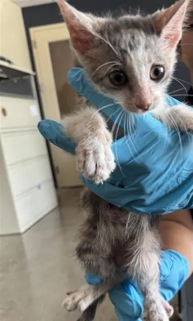Bobby - Domestic Short Hair