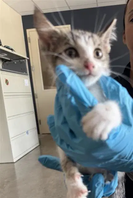Benjamin - Domestic Short Hair