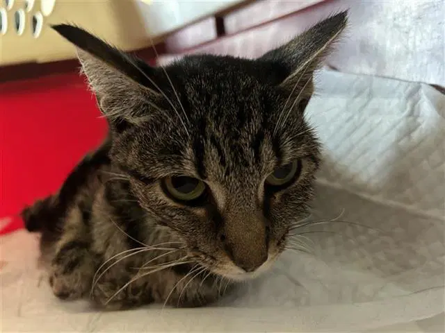 Savannah - Domestic Short Hair