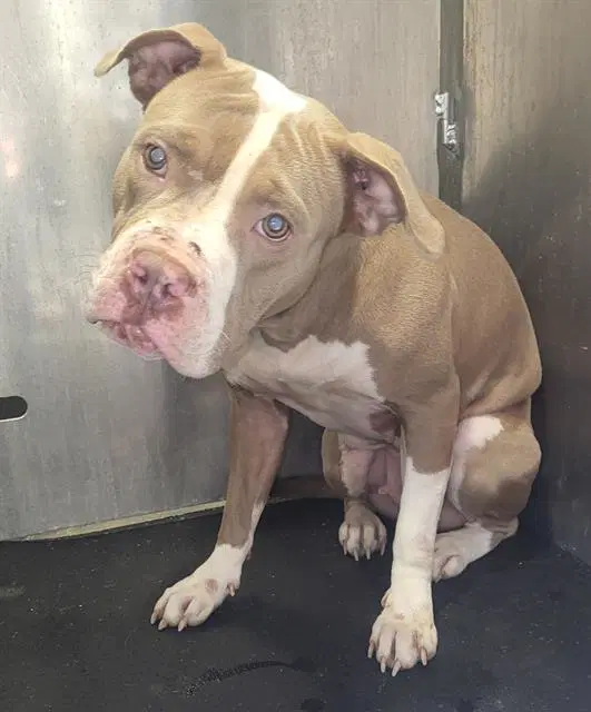 Unknown - American Staffordshire Terrier