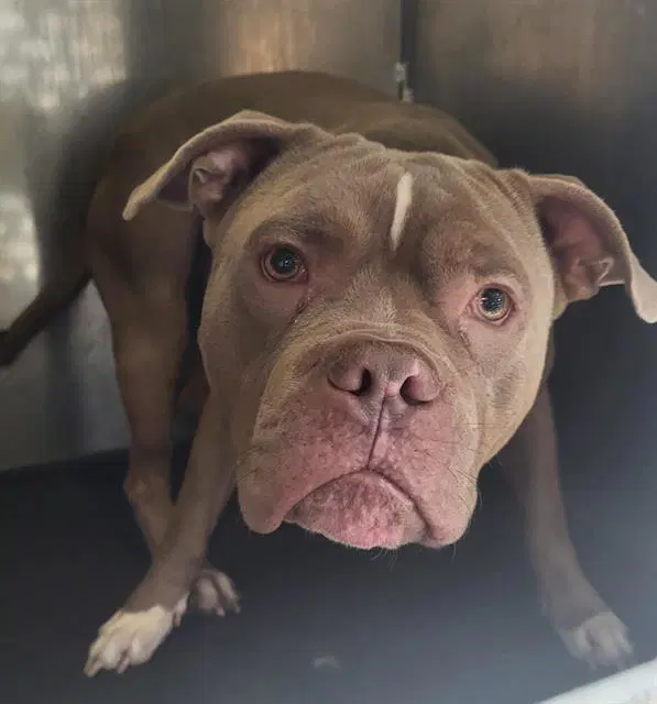 Unknown - American Staffordshire Terrier