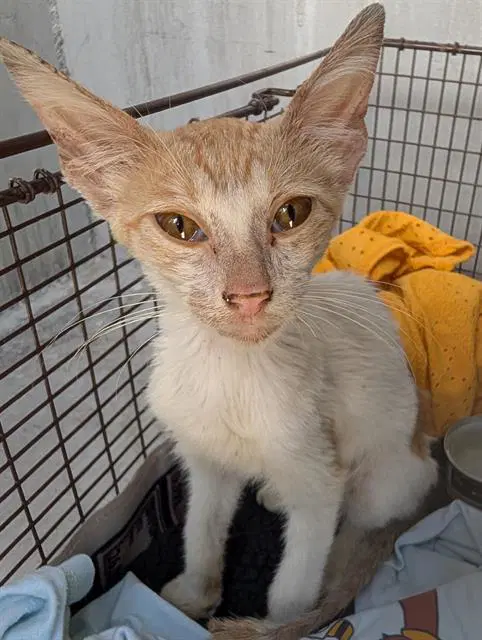 Peewee - Domestic Short Hair