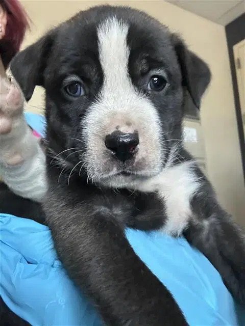 Happy - Terrier