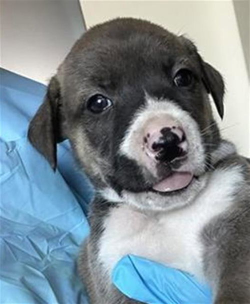 SNOOPY, an adoptable rescue dog
