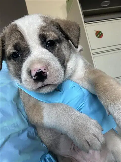 Sneezy - Terrier