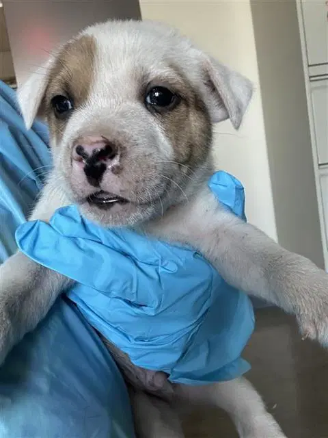 Doc - Terrier