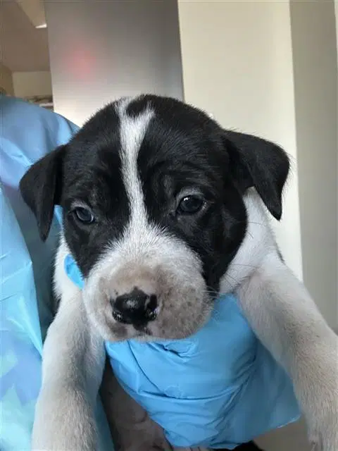 Grumpy - Terrier