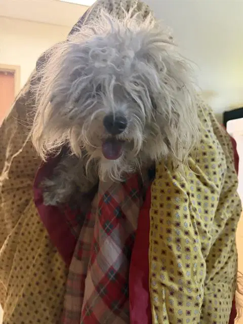 Lulu - Terrier