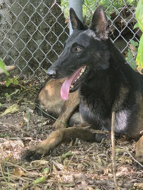 Tom Cruz - Belgian Shepherd Malinois