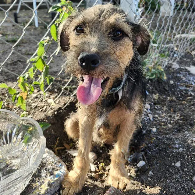 Zoila - Terrier