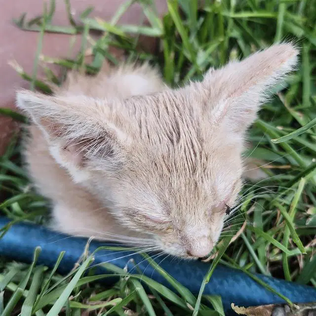 Calix - Domestic Short Hair