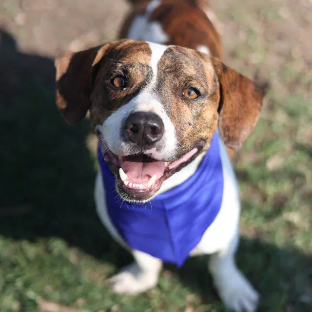 Atheo - Terrier