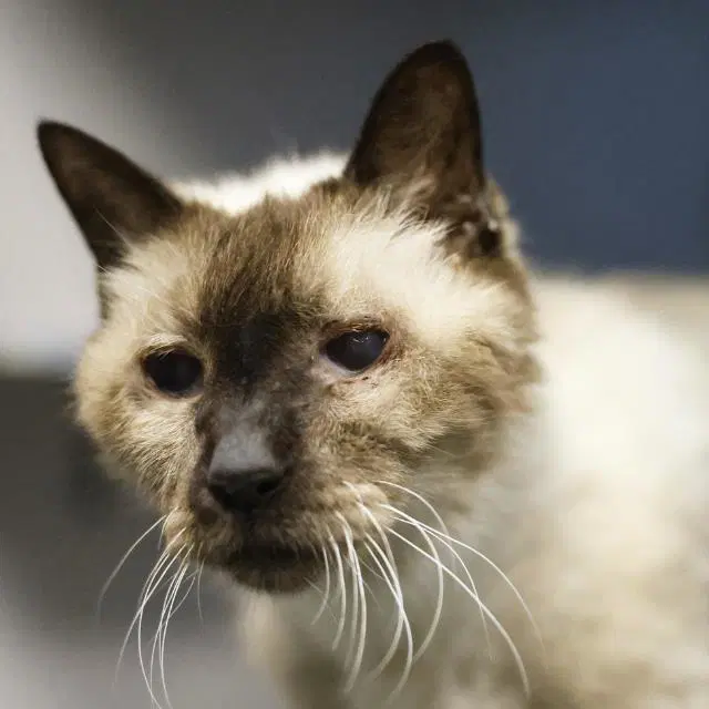 Matilda - Siamese