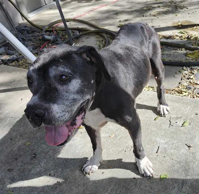 Saisha - American Staffordshire Terrier