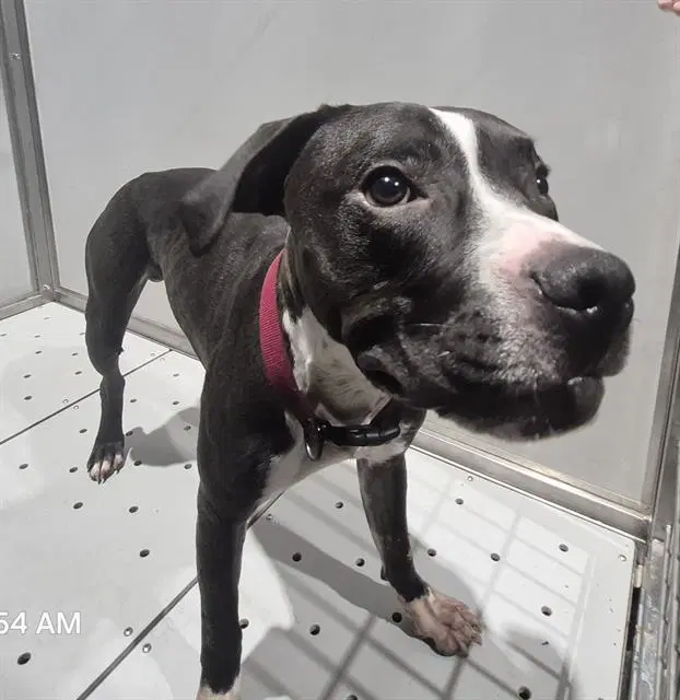 Willis - American Staffordshire Terrier