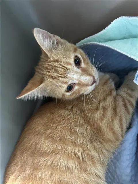 Rasputin - Domestic Short Hair