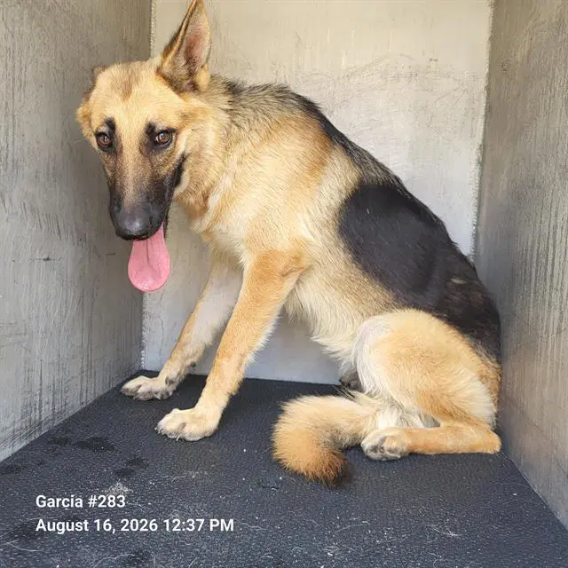 Amelia - German Shepherd Dog