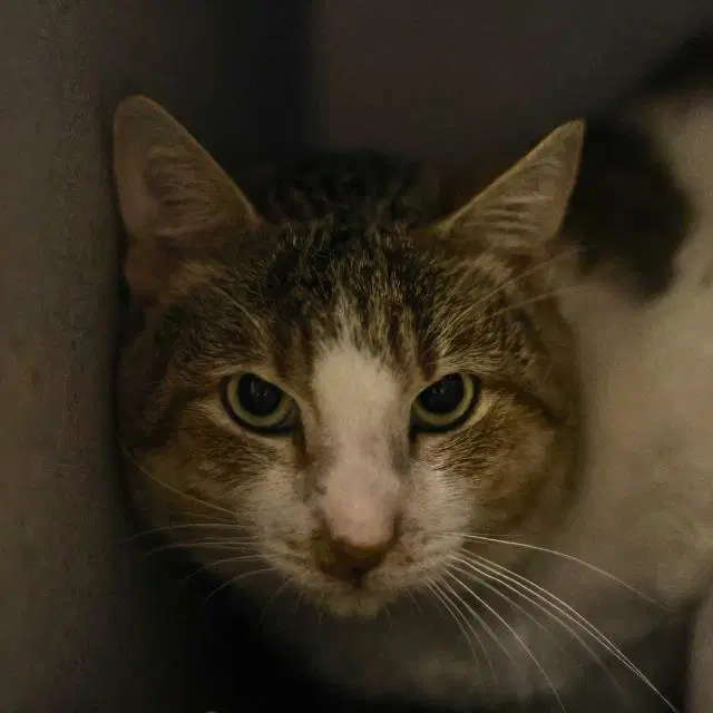 Cinnamon - Domestic Short Hair