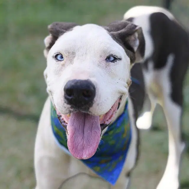 Sunny - American Staffordshire Terrier