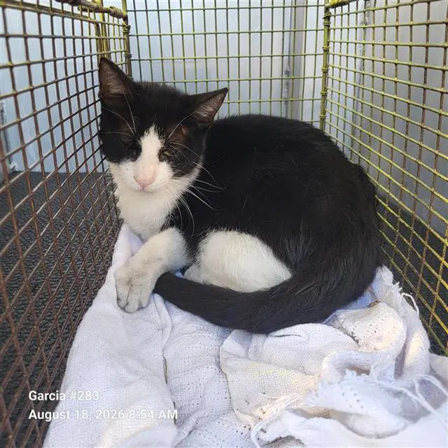 Raleigh - Domestic Short Hair
