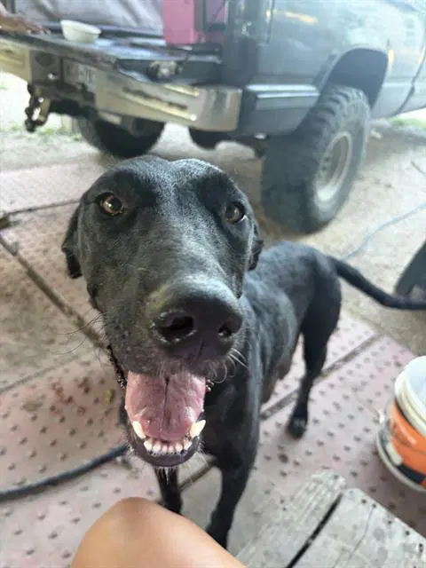Odessa - Labrador Retriever