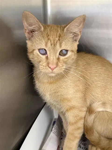 Simon - Domestic Short Hair