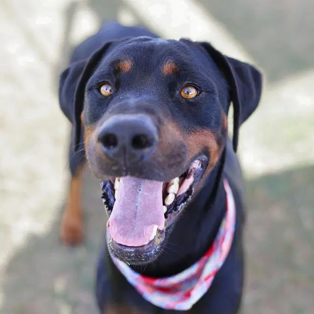 Chico - Rottweiler