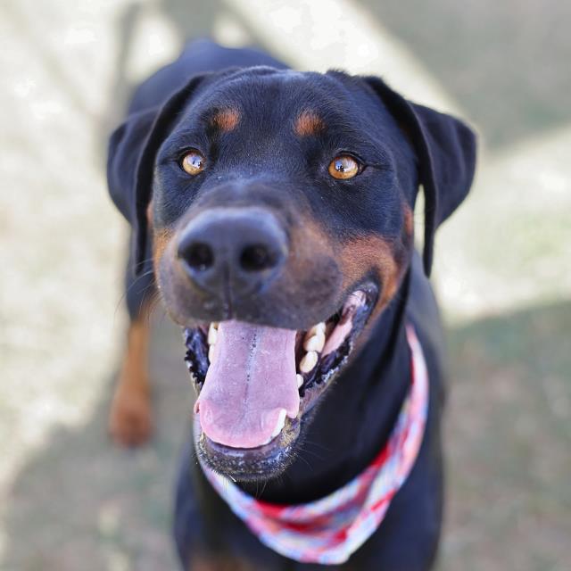 Chico
