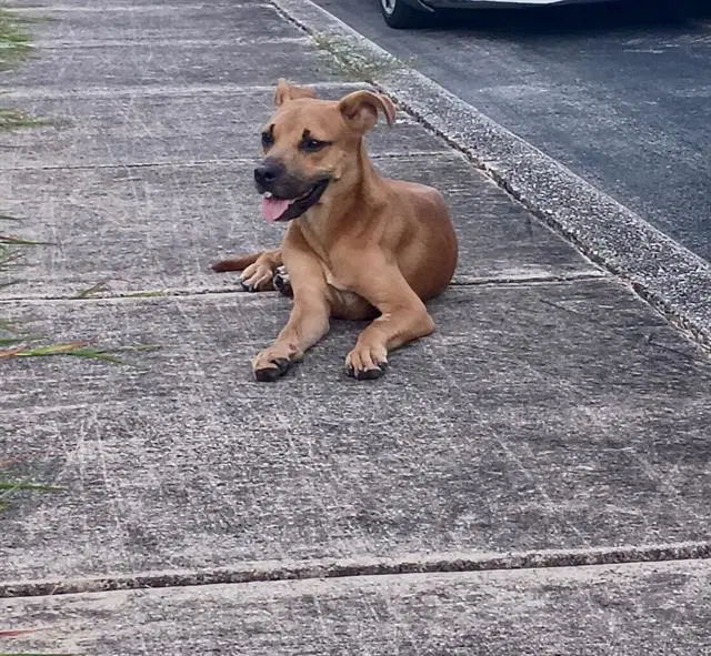 Mollie - Black Mouth Cur