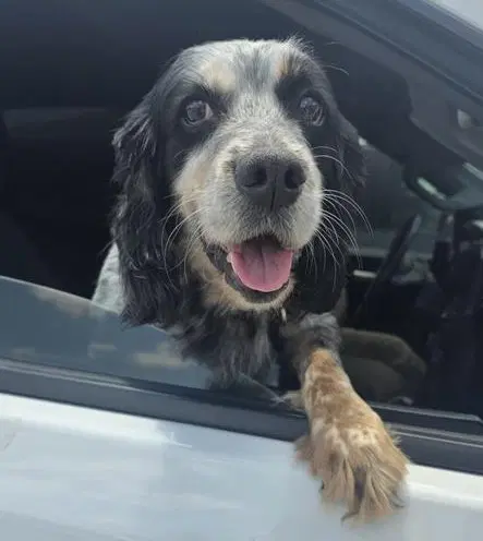 Bentley - Cocker Spaniel